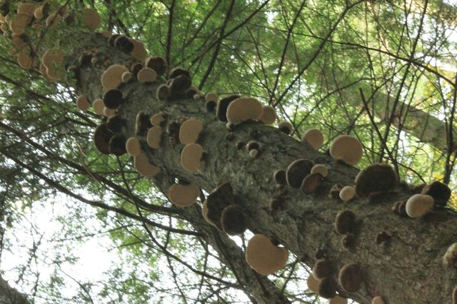 fungi shelves