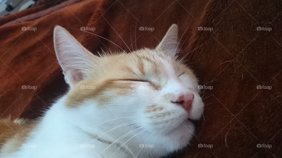 Sleeping red cat.
