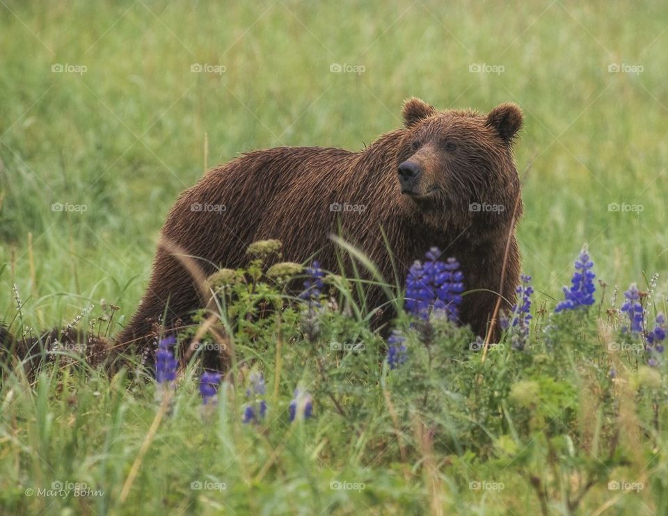 Male brown bear in the lupines