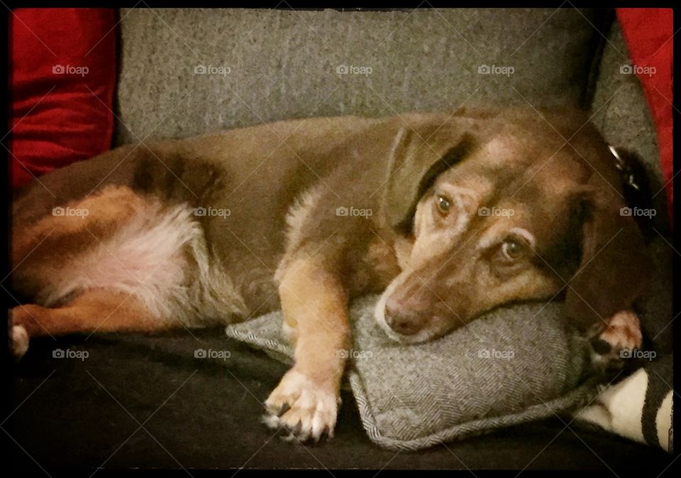 Brown dog in soulful repose. My dog on the couch