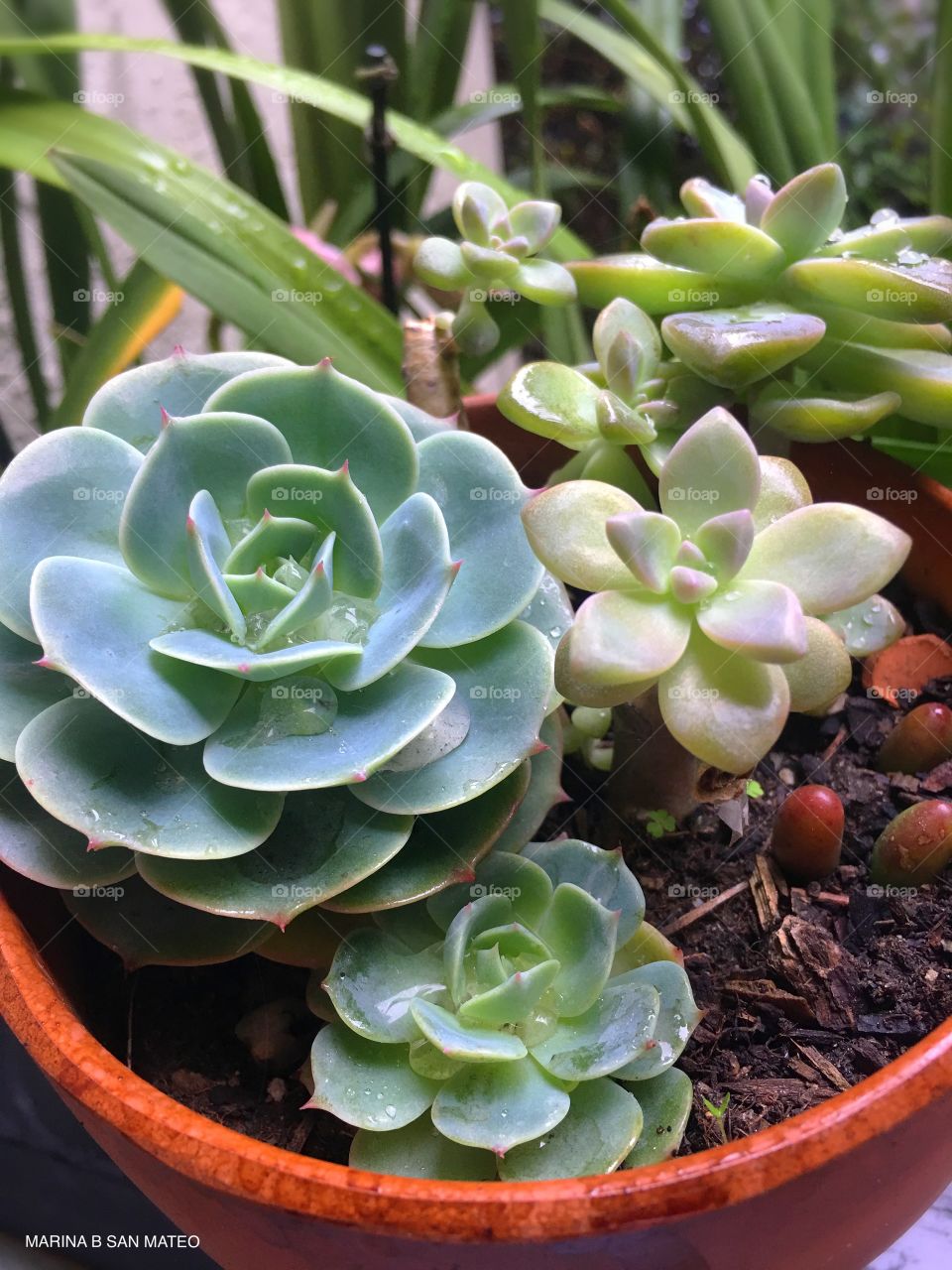 Succulents in plant pot