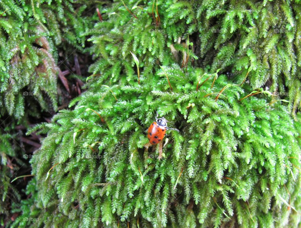 Lady bug on moss. Lady bug on moss