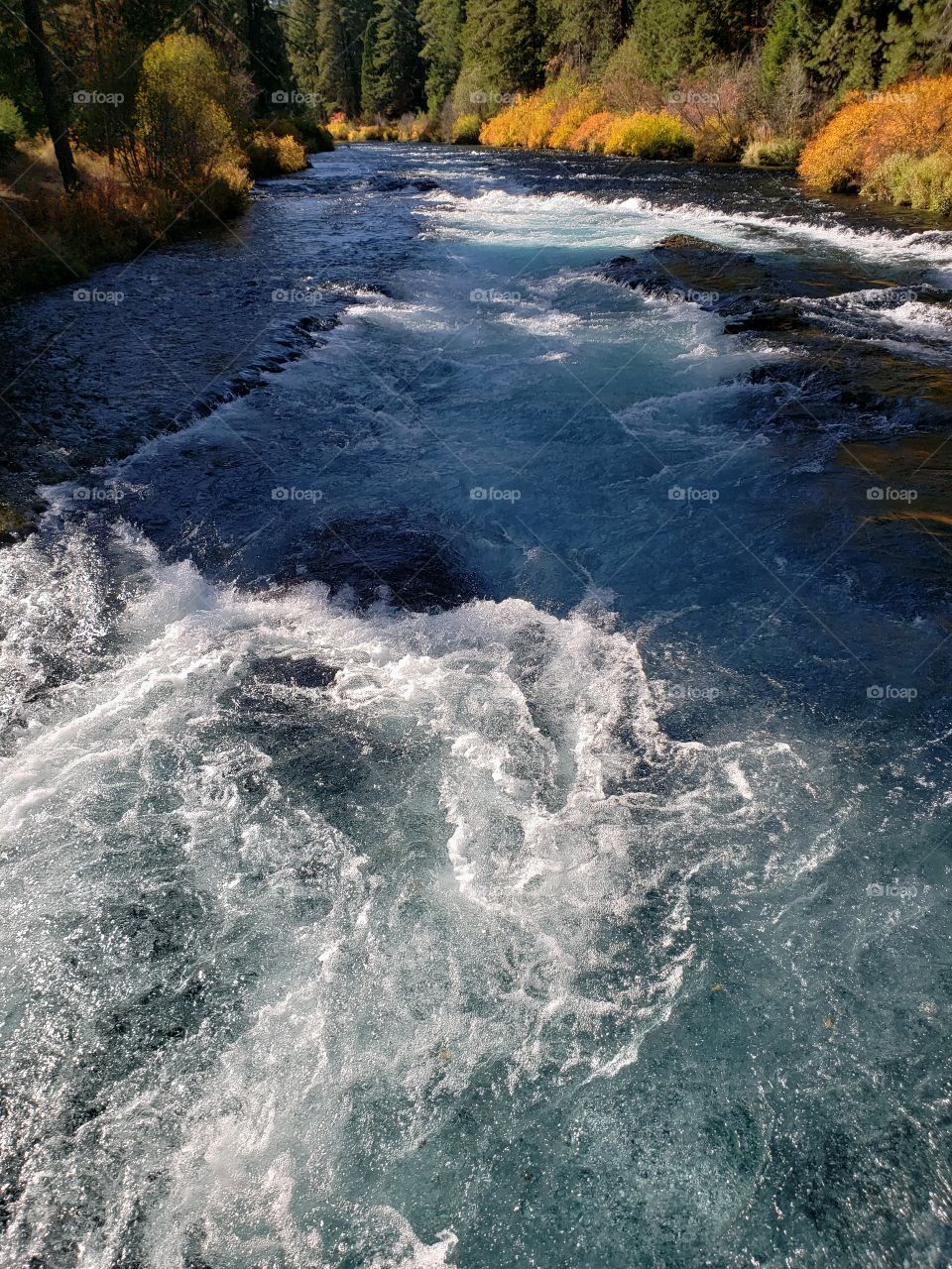 Stunning fall colors on the riverbanks of the turquoise waters of the Metolius River at Wizard Falls in Central Oregon on a sunny autumn morning. 