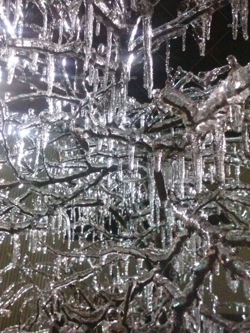branches covered by ice