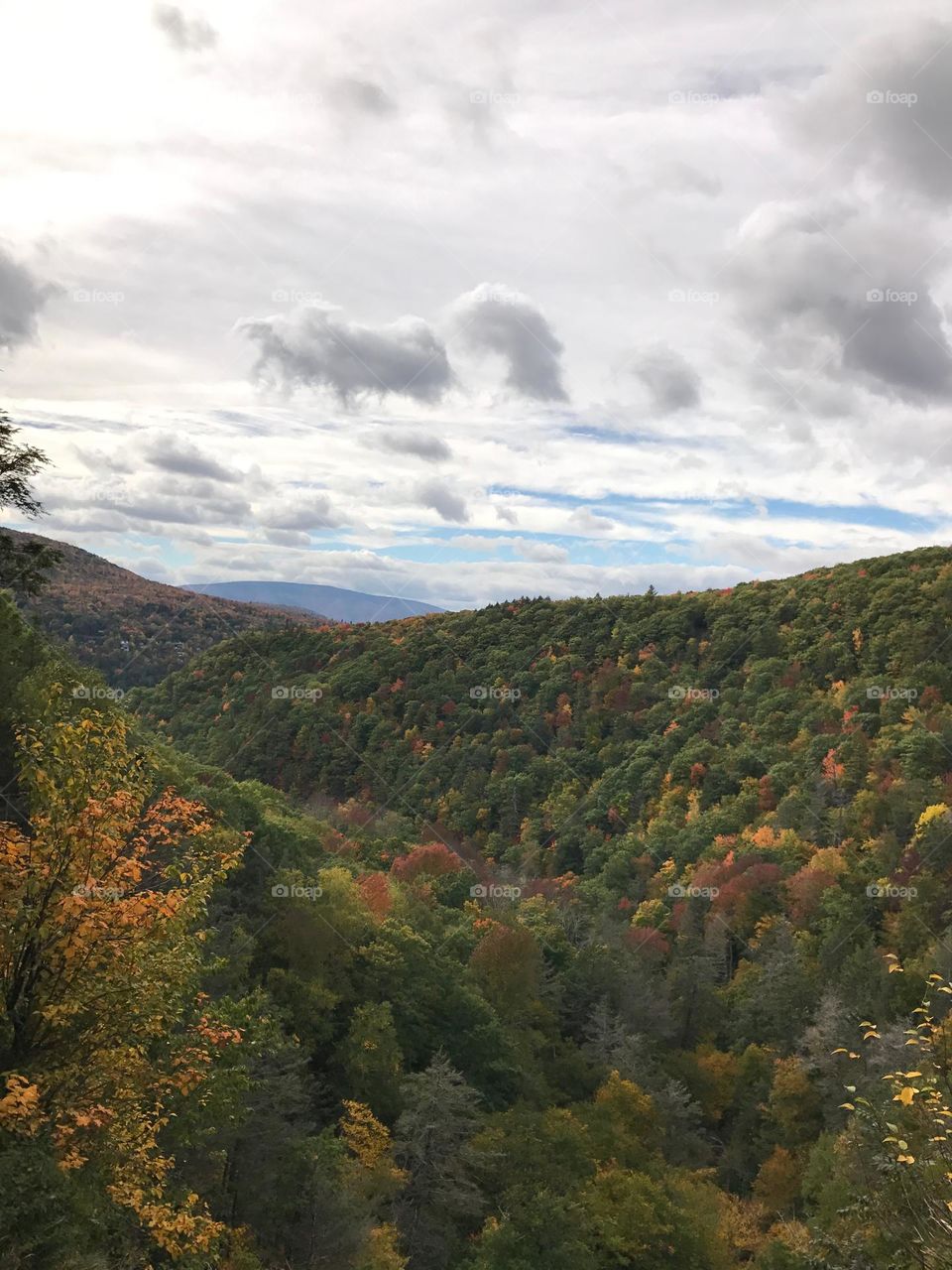 Forest in the fall season with beautiful color 