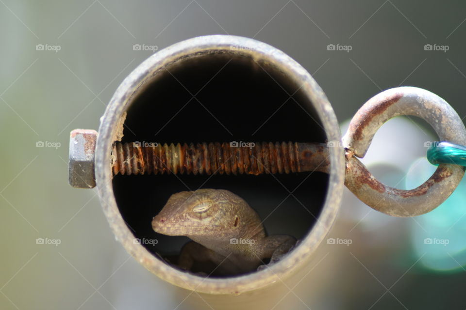 View of lizard sleeping
