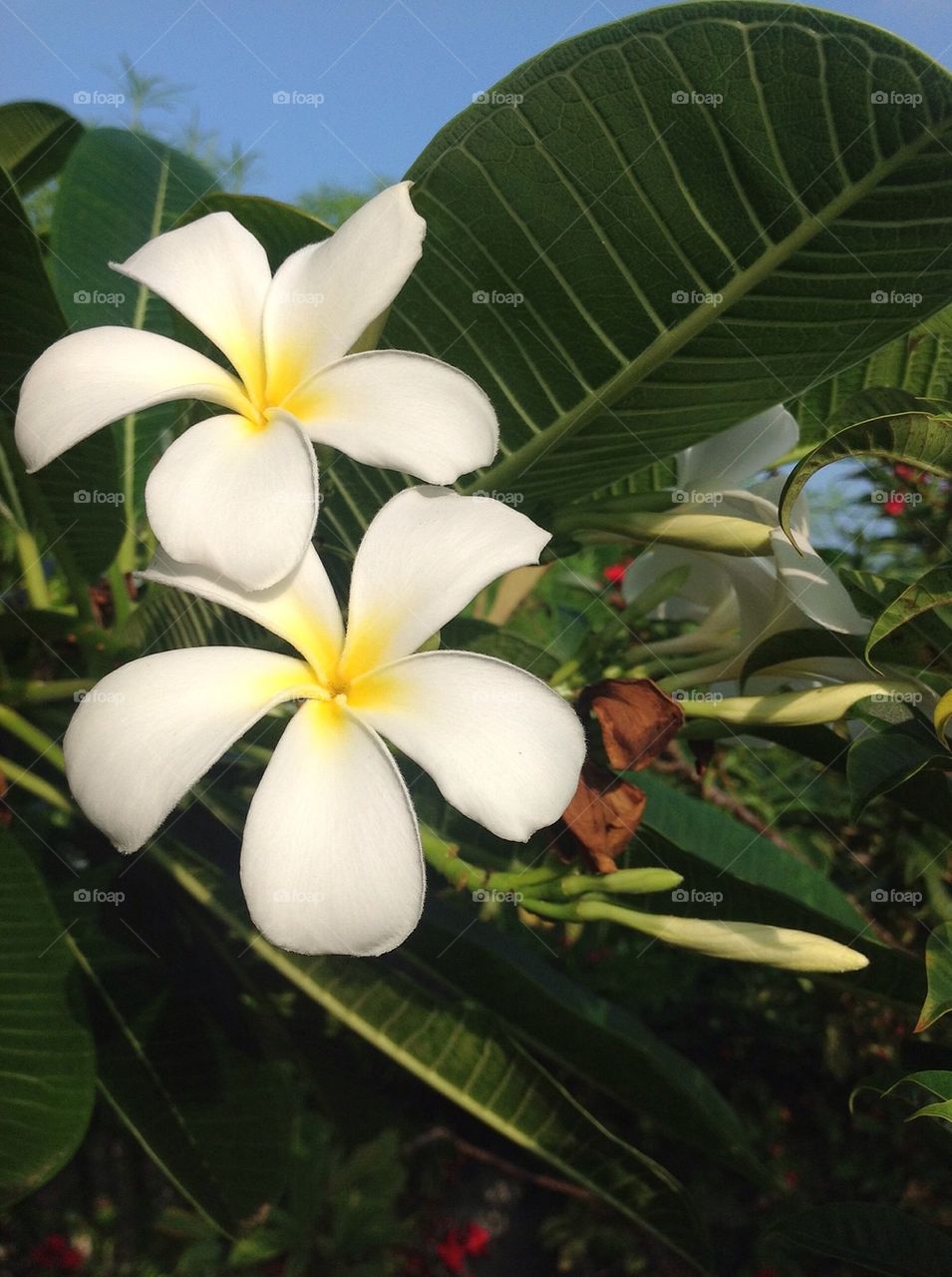 Plumeria