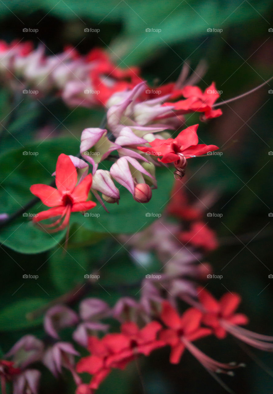 portrait of bleeding heart vine