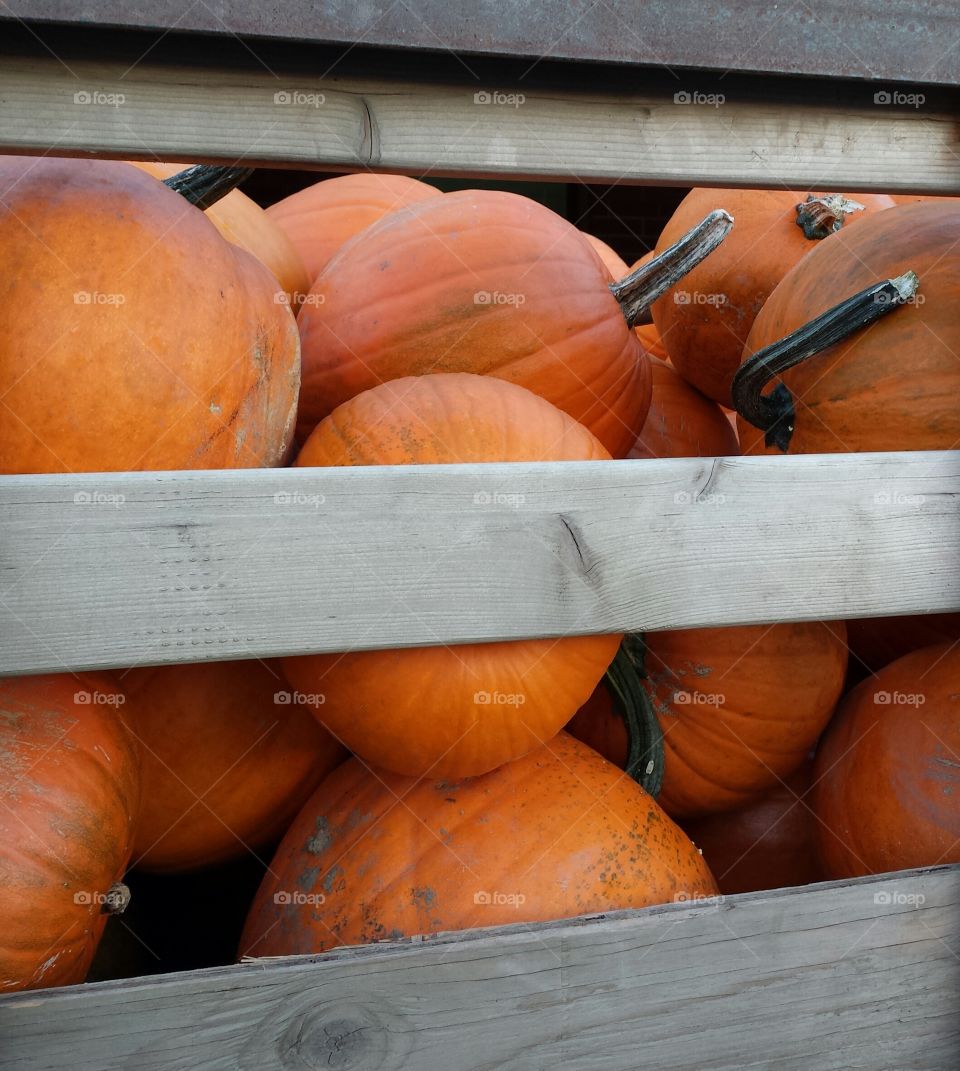 Truckload of Pumpkins