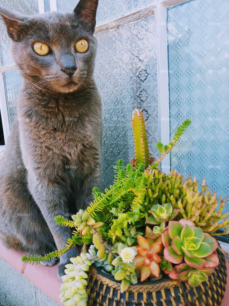 cat and plants