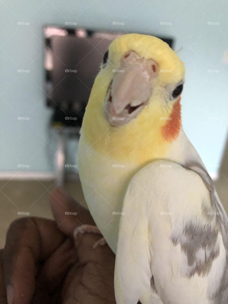 My extremely chatty and happy cockatiel smiling at all of you.