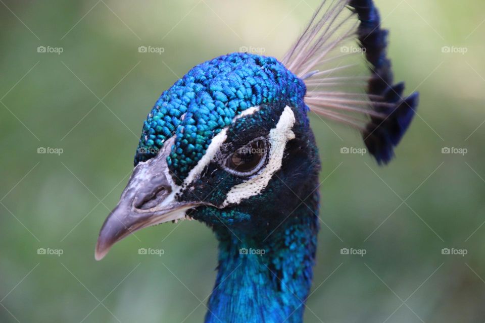 Close up of peacock head