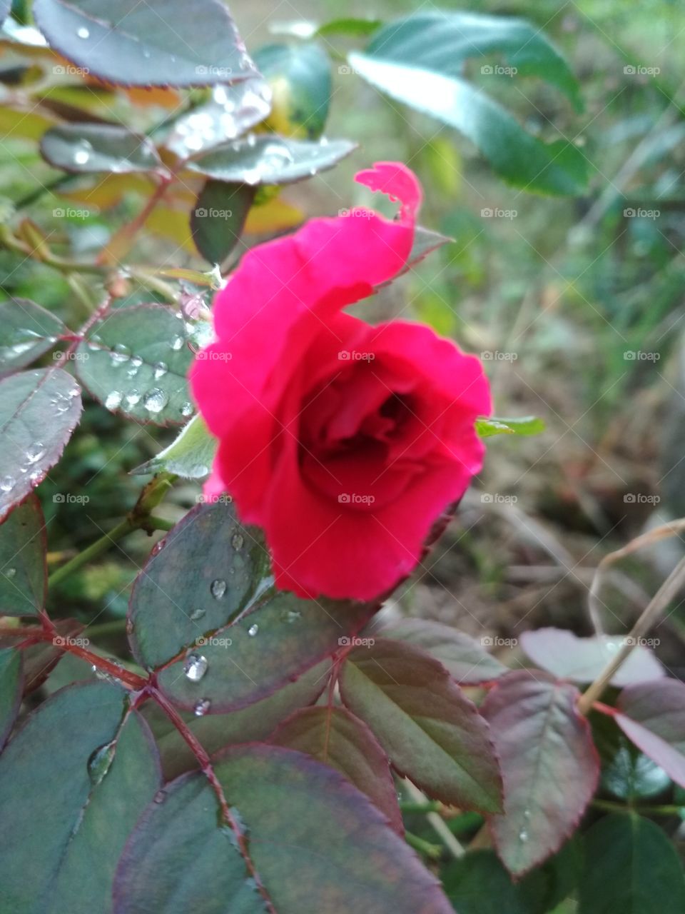 grow rose