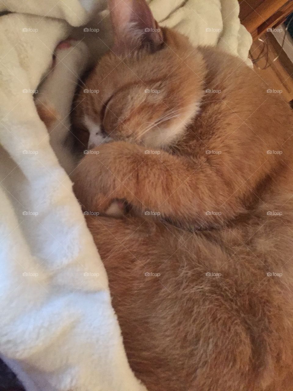 Mammal, Cat, Fur, No Person, One