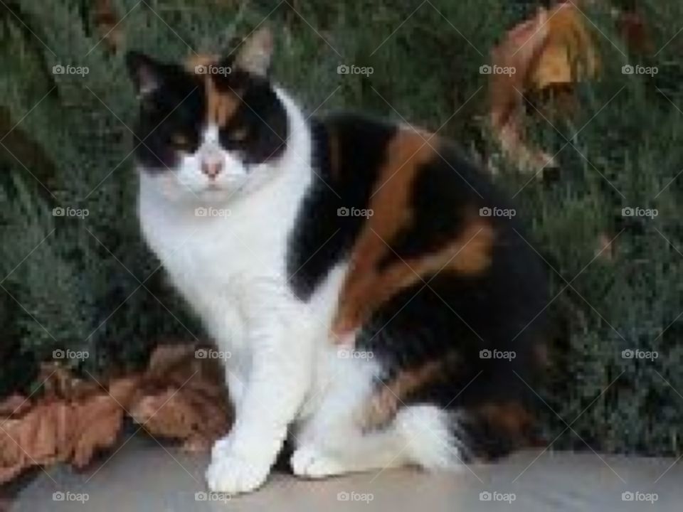 Calico