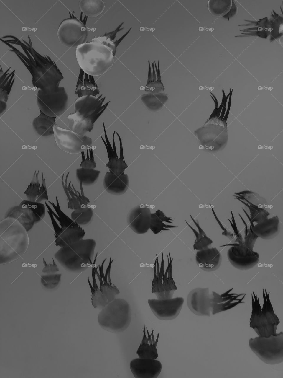 A lot of jellyfishes in black and white makes it look like a x-ray sheet