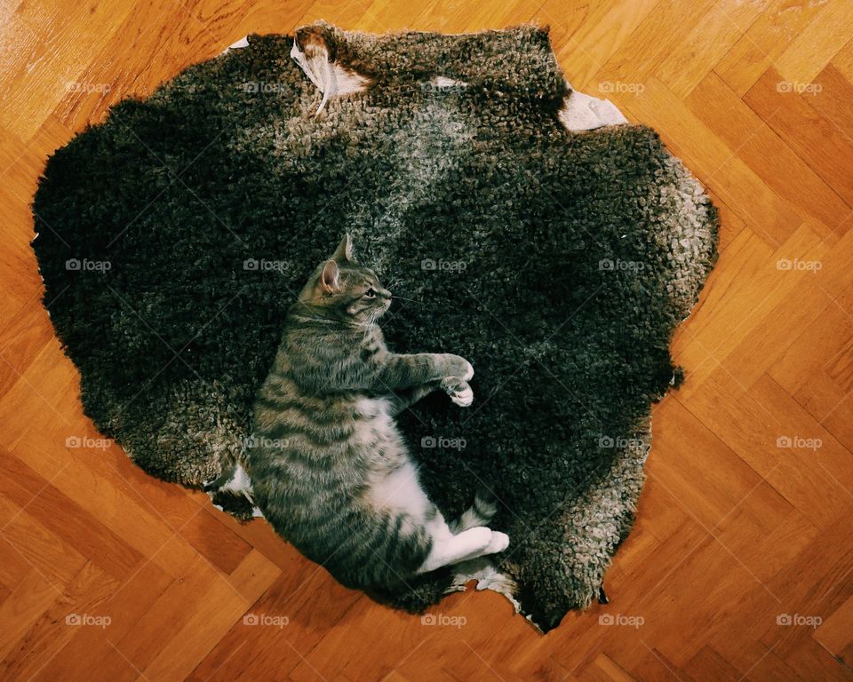 Overhead view of a cat on the floor laying an a sheep fur  