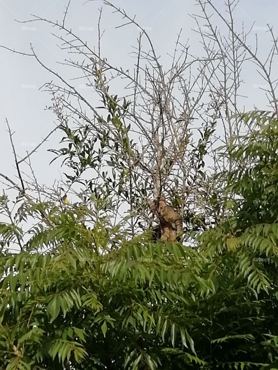 see who is on the tree