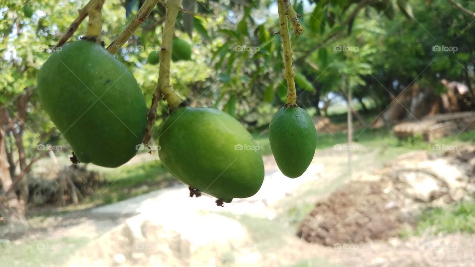 Mango fruit / Mangifera indica bunch on the tree, Guimaras Island, Philippines!