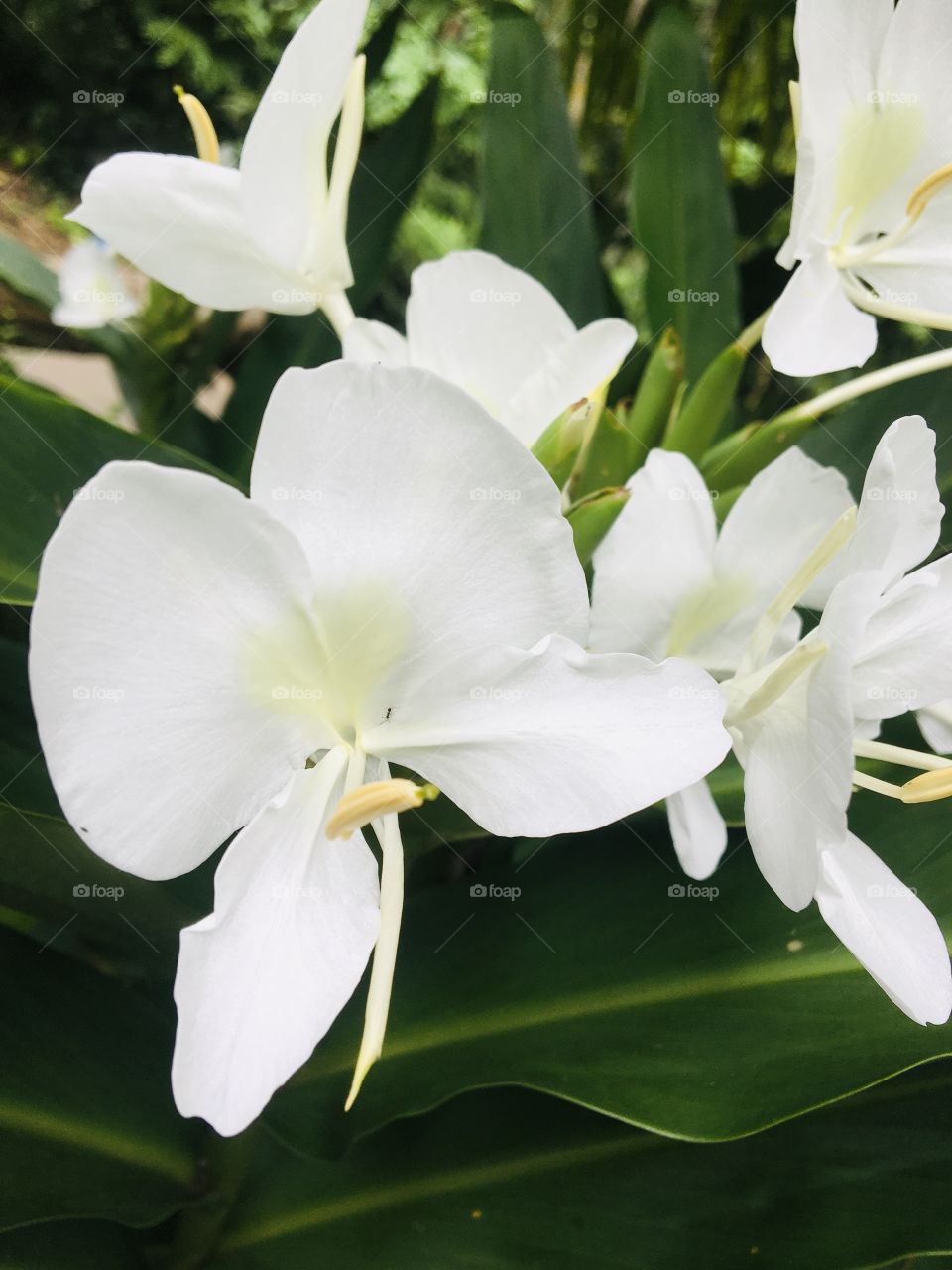 White flowers 