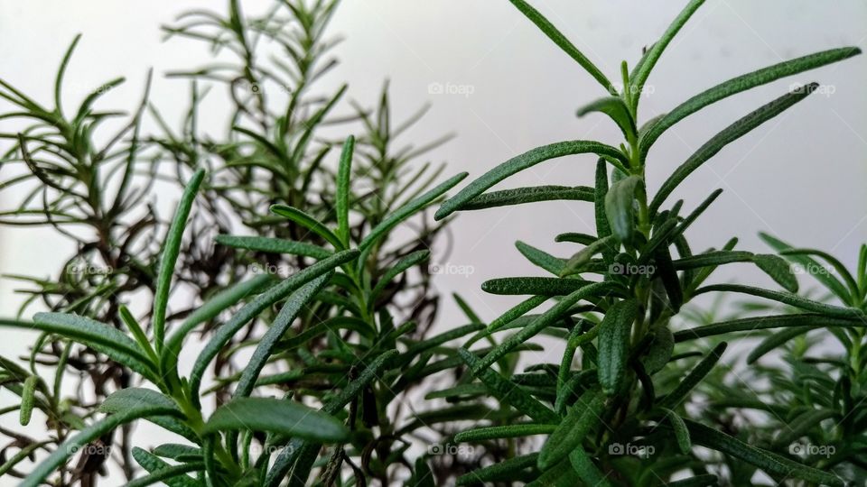 Some Rosemary