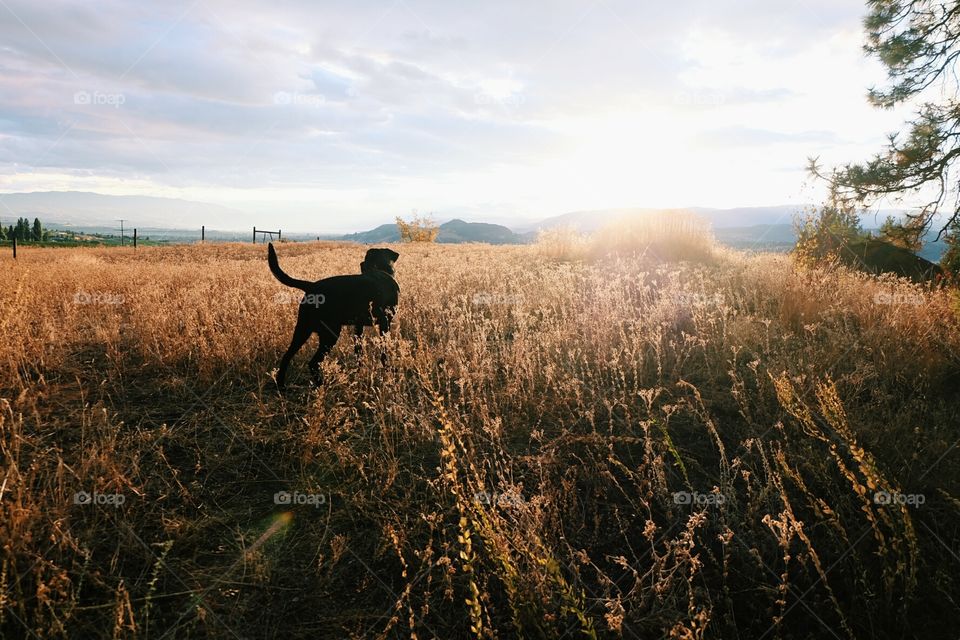 Farm dog