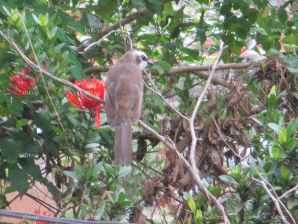 bird seeking food