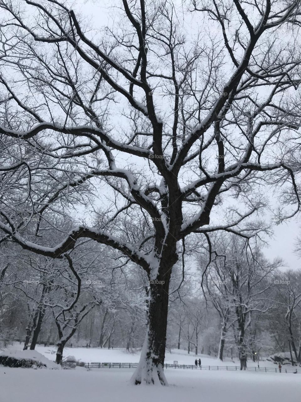 Snowy hike in Central Park 