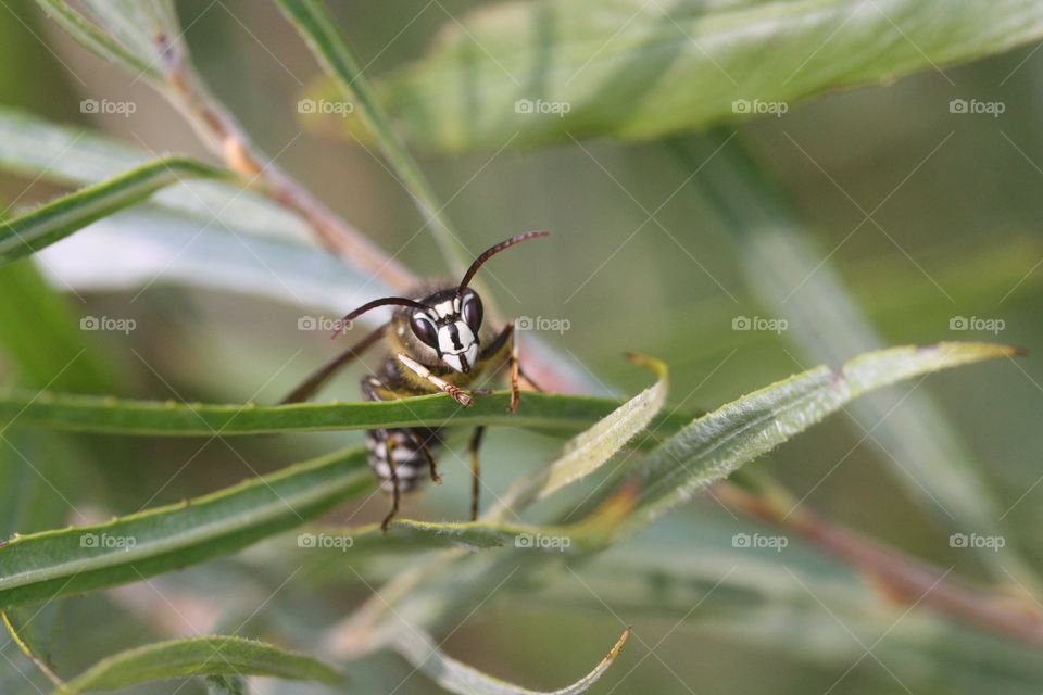 Closeup of a horsefly