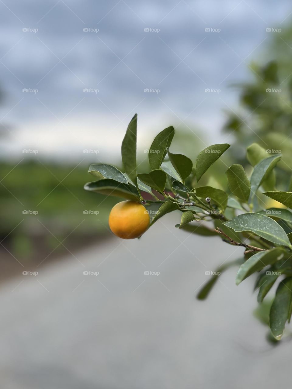 Tiny citrus 