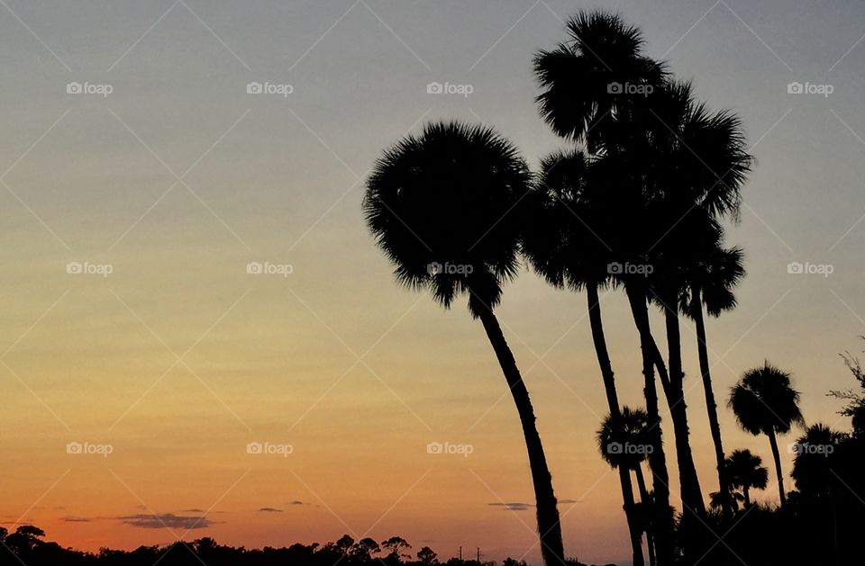 Palm trees backlit silhouetted at sunset.