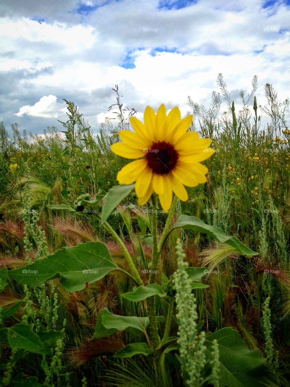 Wildflower 