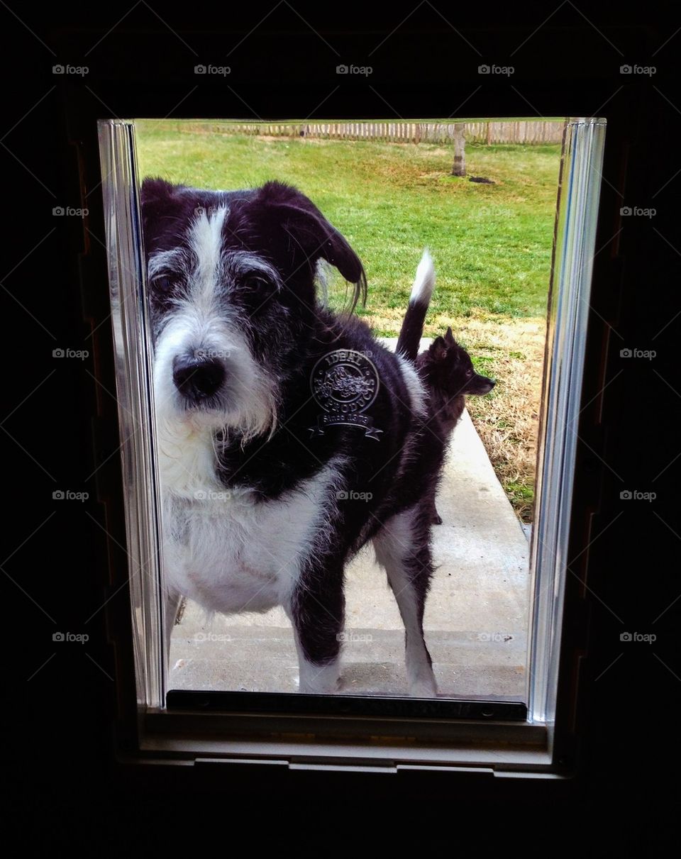 Dog outside wanting inside