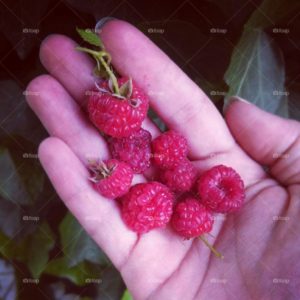 Raspberries. Homegrown Raspberries