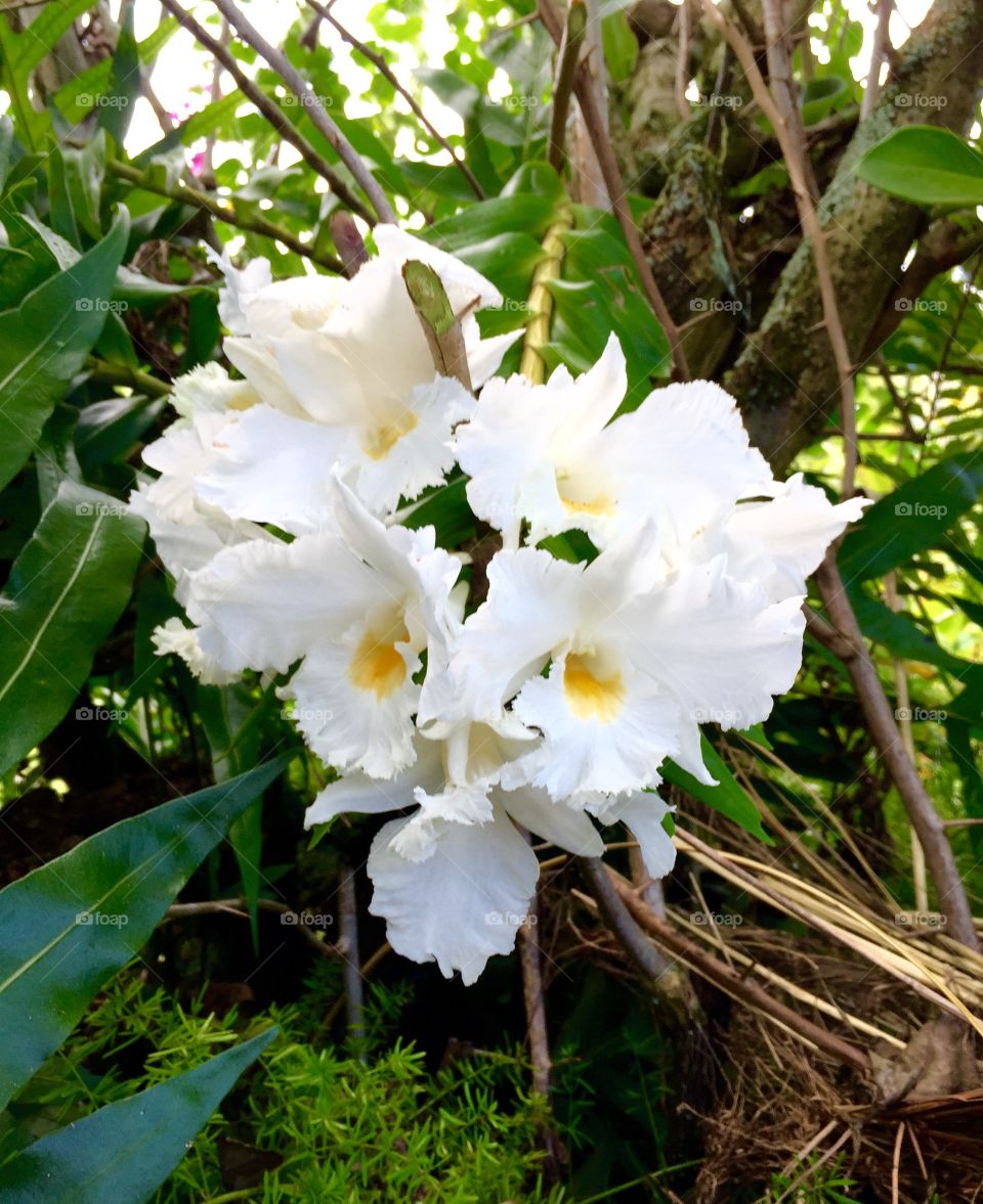 White orchid in bloom
