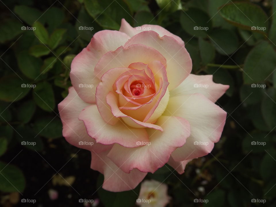 Light Pink Rose. I took this photo at a rose garden in Balboa Park. 