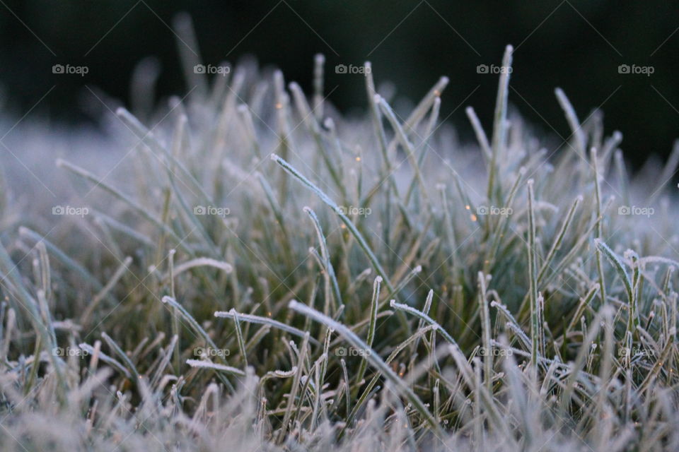 first frost