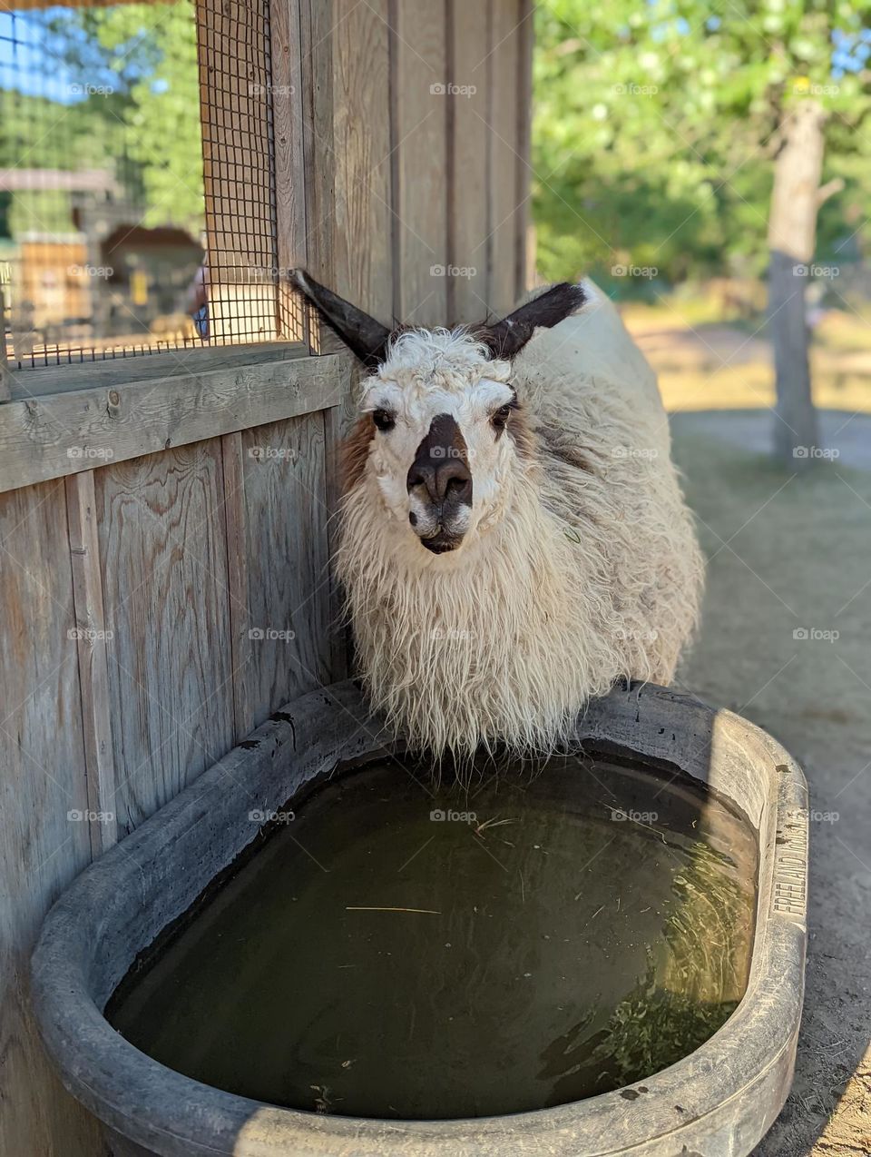 llama at the watering hole