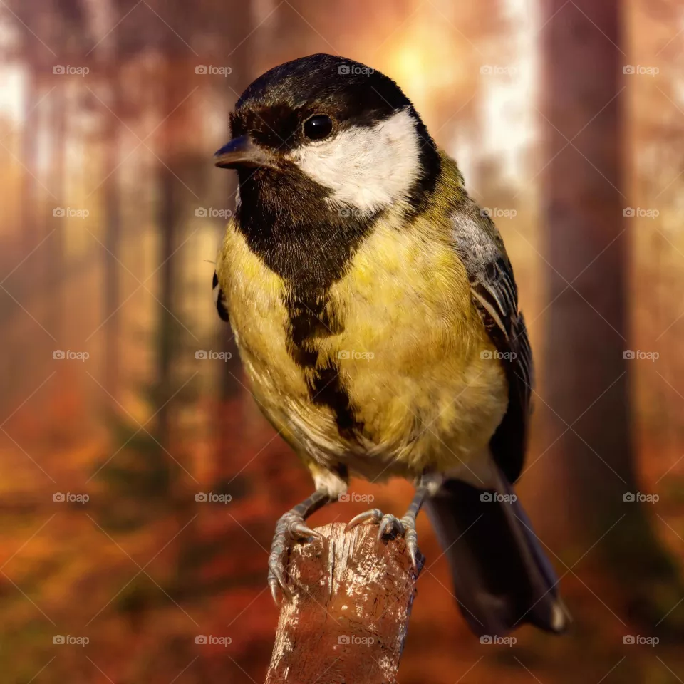 Beautiful and cute bird