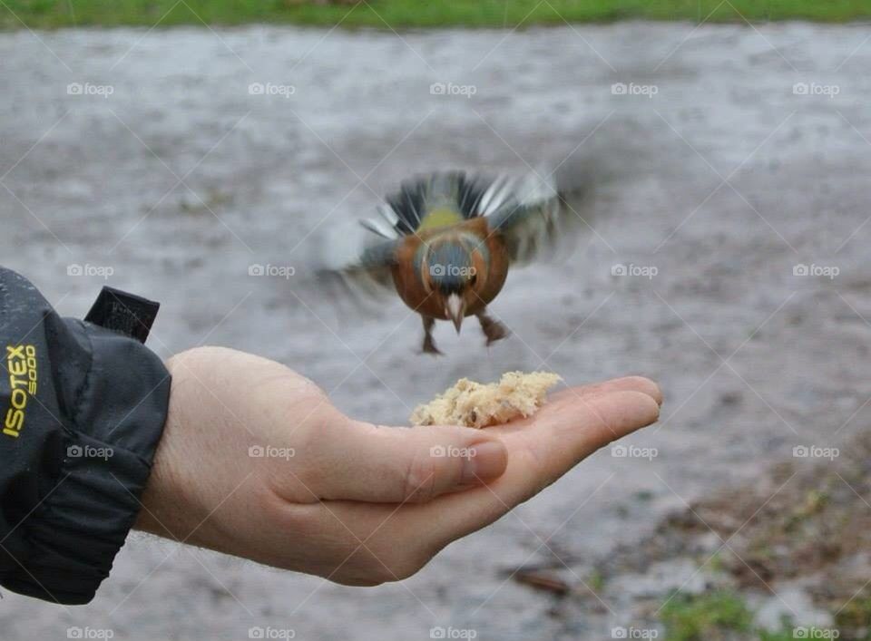 Bird flying for food