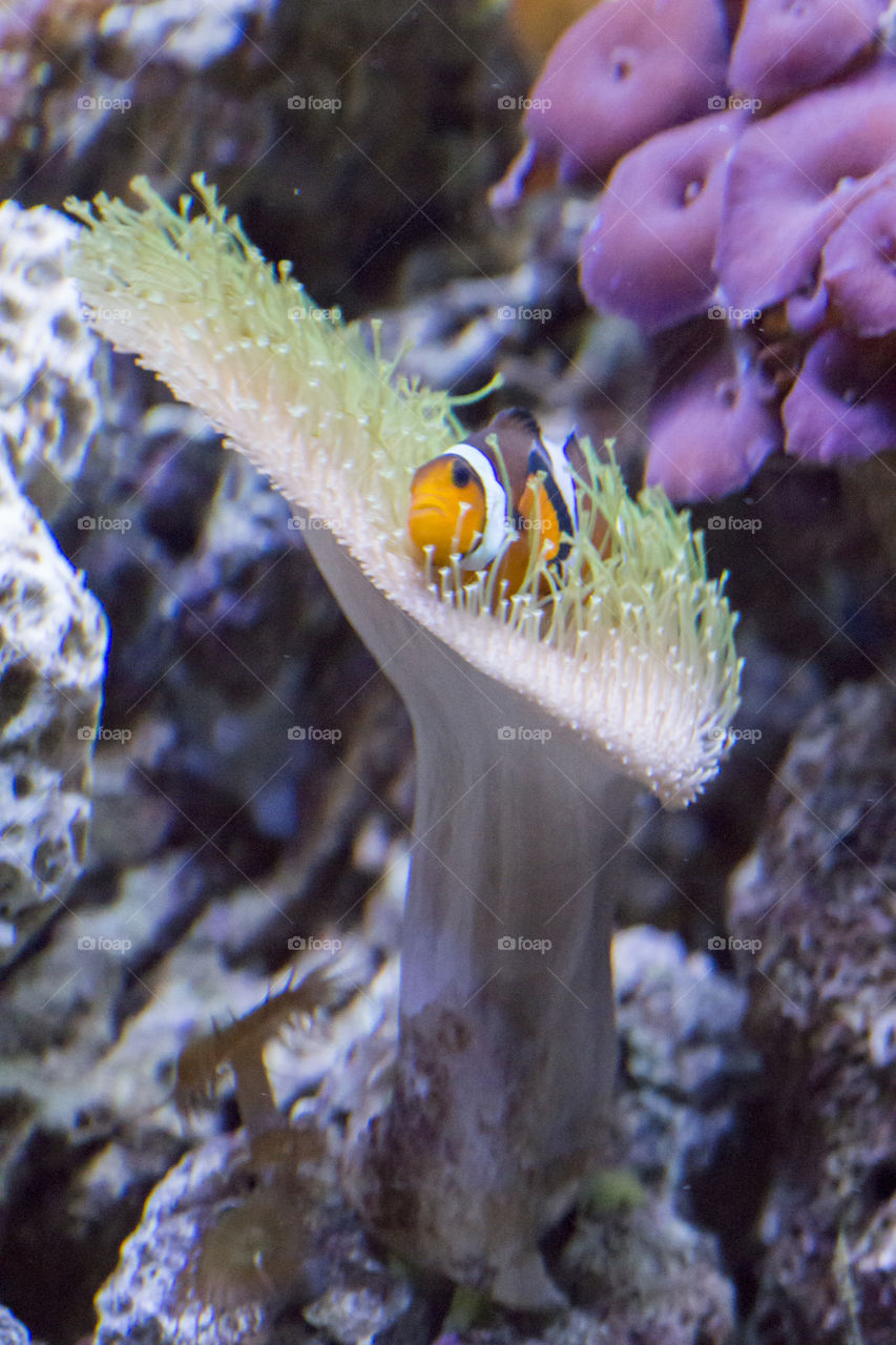 Clownfish on coral - clownfisk