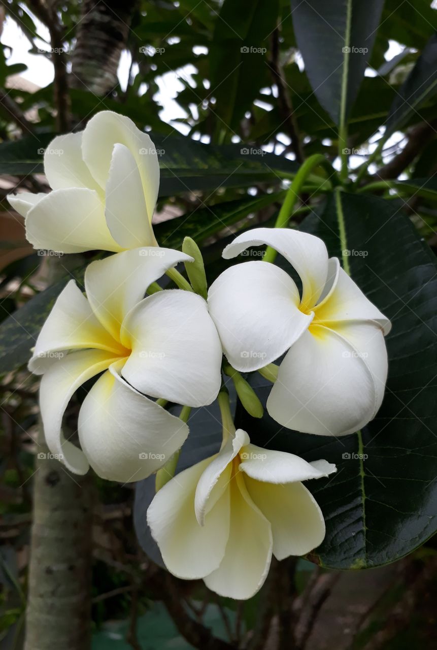 frangipani temple  tree