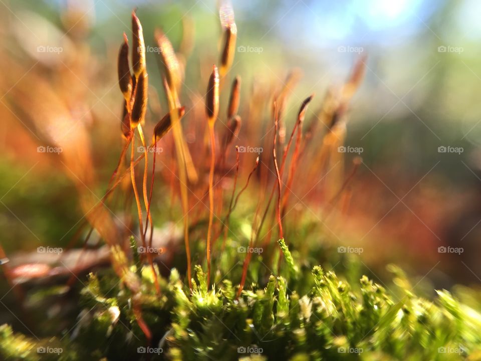 Macro mushrooms and moss