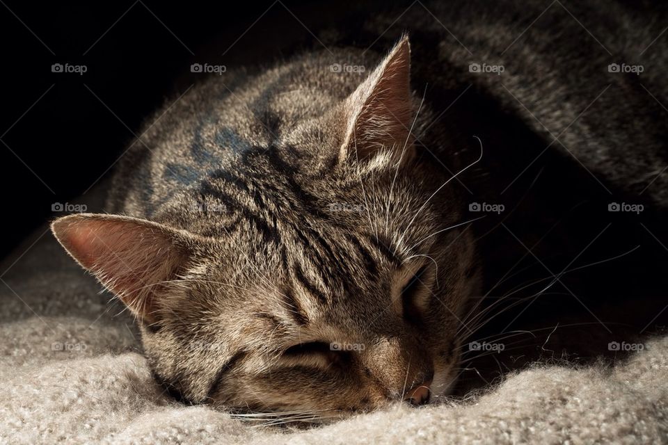 Cat sleeping