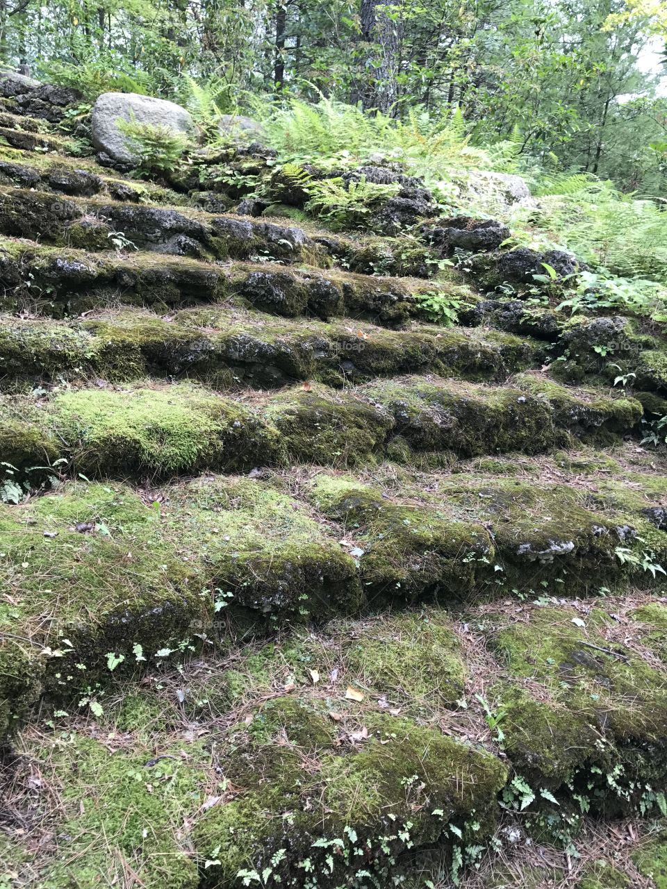 Overgrown steps winding a path in the forest