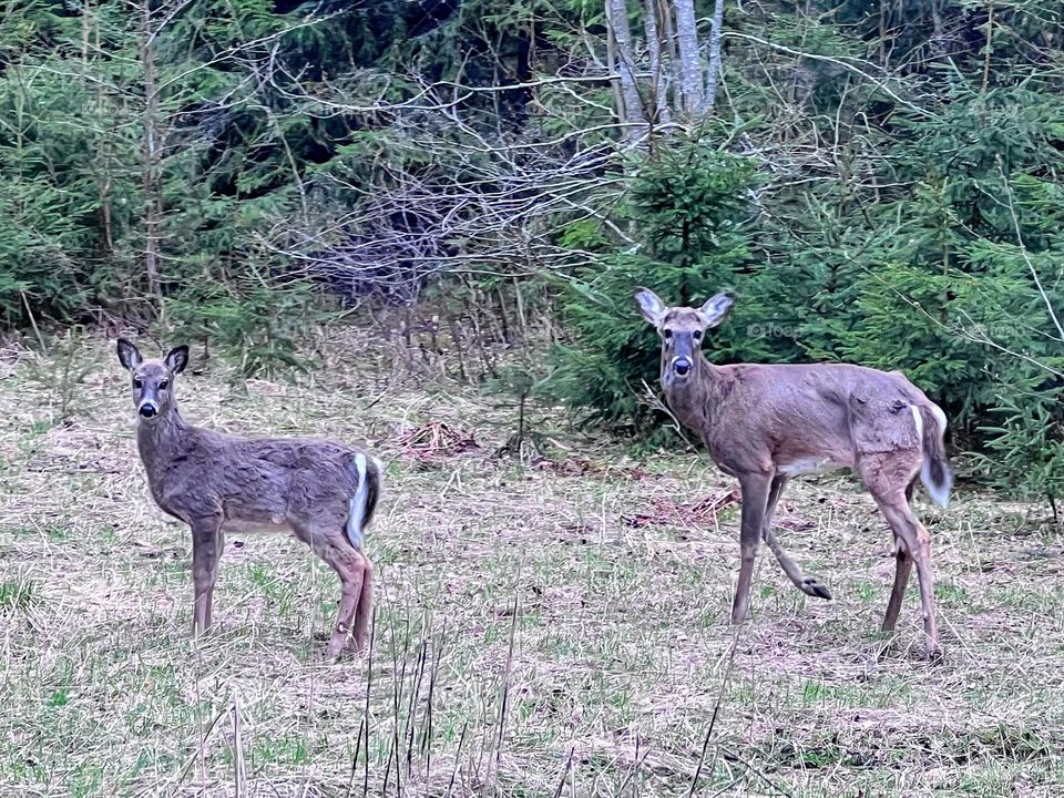 Live nature: pair of capricorn deers looking to the camera in the forest 