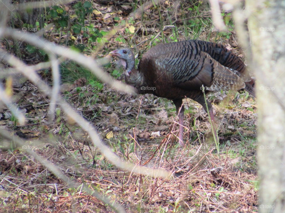 Turkey drinking water
