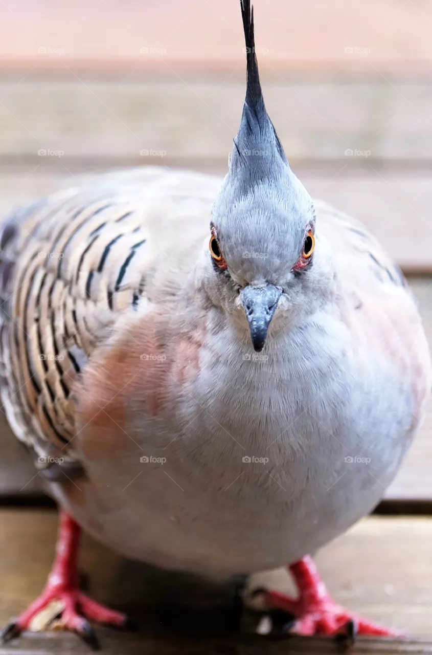 Crested pigeon