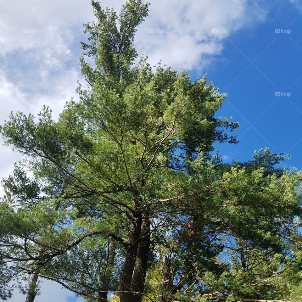 Pine tree