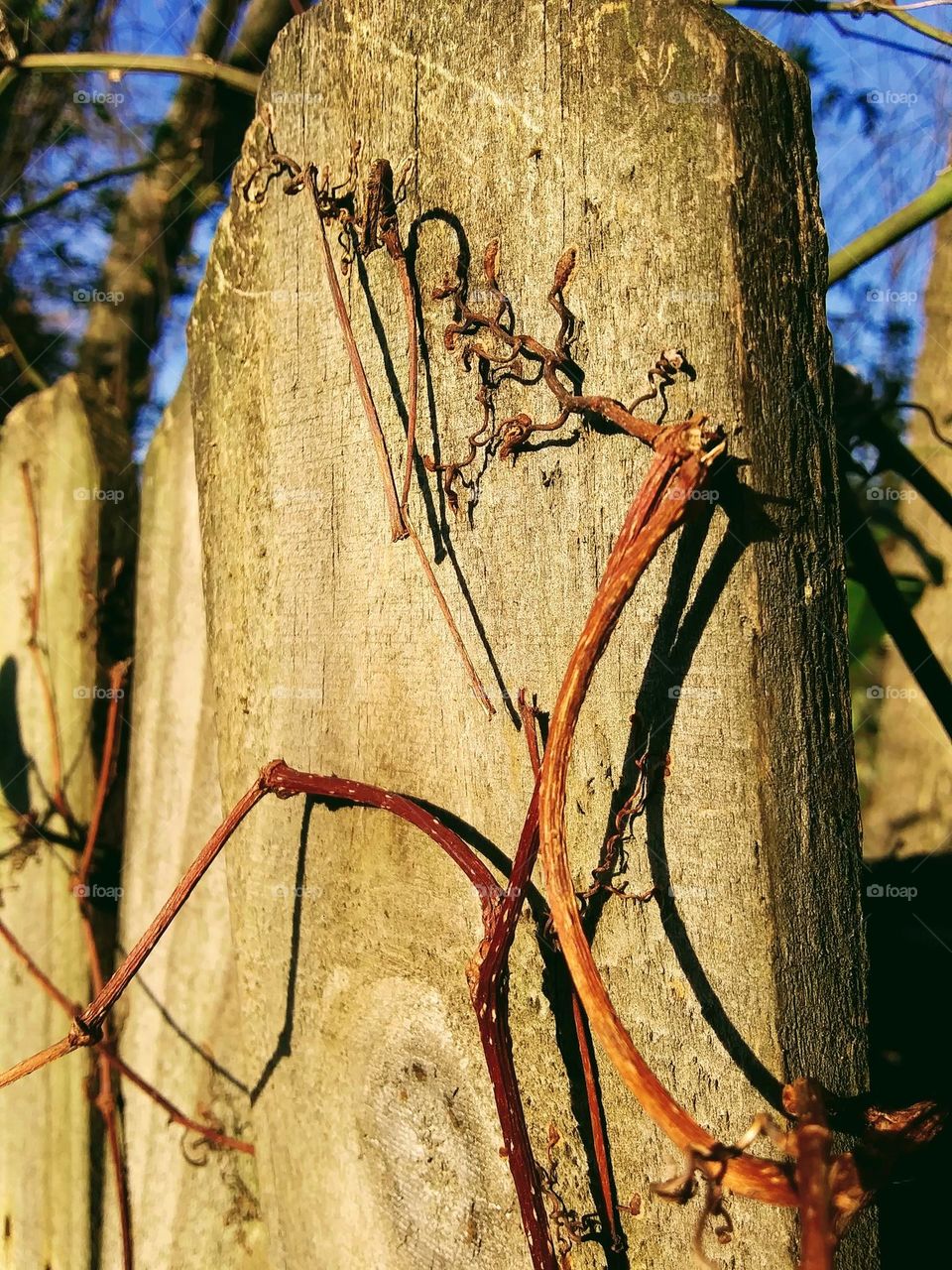 dormant vine